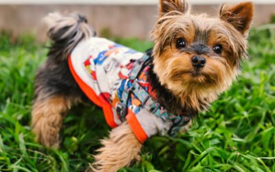 Dressed for Joy: How the Right Gear Improves the Lives of Modern Pets