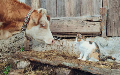 From Working Partner to Family Member: The Evolution of the Modern Pet