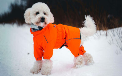 Wrapped in Care: How Everyday Garments Enrich a Pet’s Life